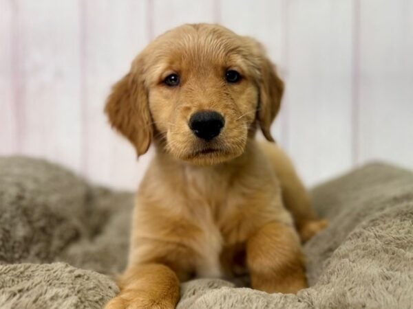 [#29499] Golden Female Golden Retriever Puppies For Sale