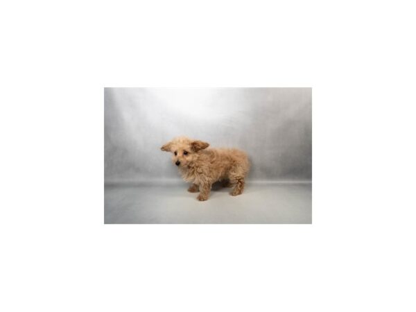 [#29509] Apricot Female Poodle Puppies For Sale