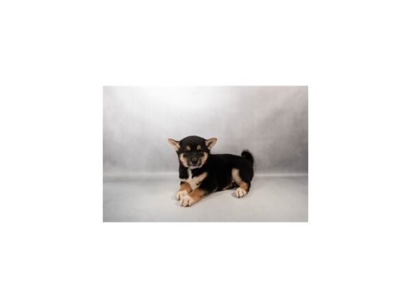 [#29510] Black and Tan Male Shiba Inu Puppies For Sale