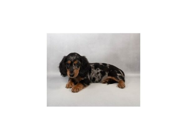 [#29511] Black and Silver Dapple Male Dachshund Puppies For Sale