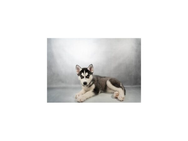 [#29512] Black and White Female Siberian Husky Puppies For Sale