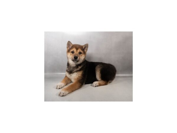 [#29513] Black and Tan Female Shiba Inu Puppies For Sale