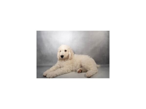 [#29514] White Male Standard Poodle Puppies For Sale