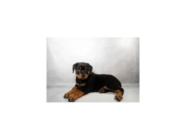 [#29515] Black and Mahogany Female Rottweiler Puppies For Sale