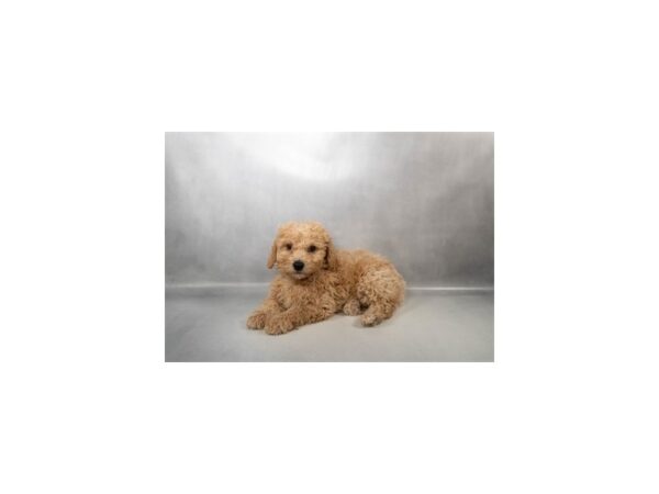 [#90092] Apricot Male Bichon Poo Puppies For Sale