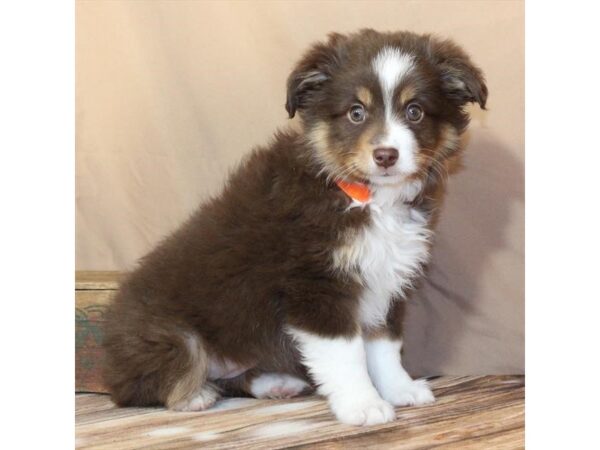 [#29518] Chocolate / Tan Female Miniature Australian Shepherd Puppies For Sale