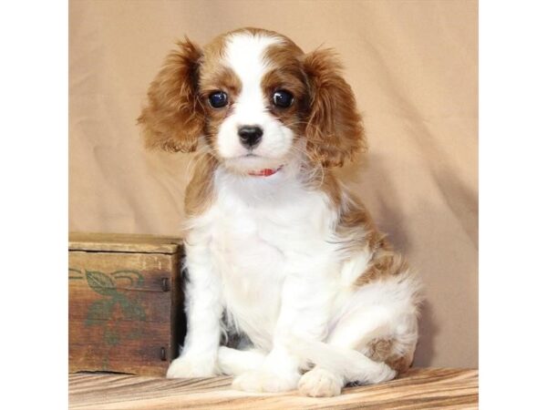 [#29519] Blenheim / White Female Cavalier King Charles Spaniel Puppies For Sale
