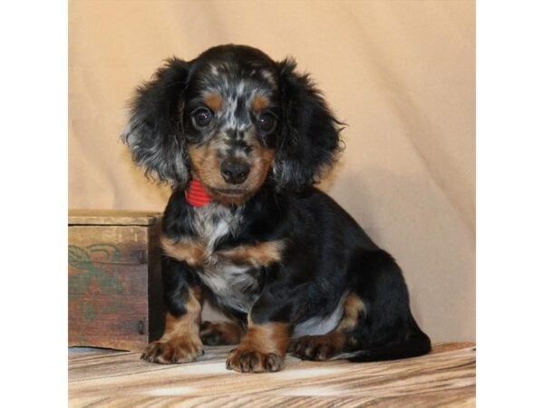 [#29521] Black / Tan Male Dachshund Puppies For Sale