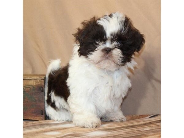 [#29522] White / Chocolate Male Shih Tzu Puppies For Sale