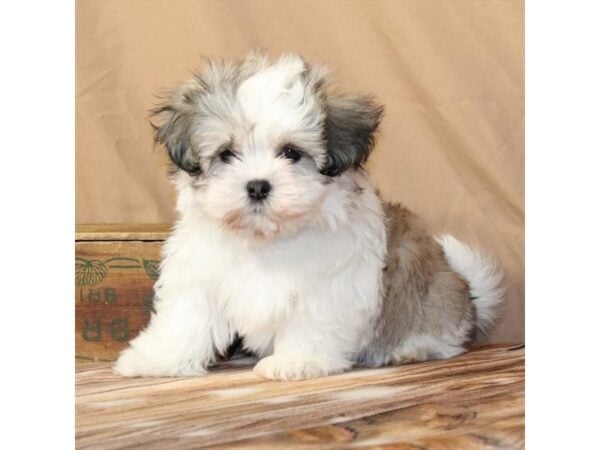 [#29523] White / Gold Female Havanese Puppies For Sale