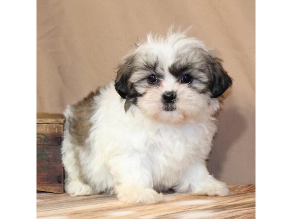 [#29524] White / Gold Female F1B Zuchon Puppies For Sale