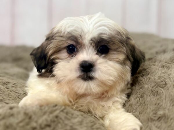 [#29524] White / Gold Female F1B Zuchon Puppies For Sale