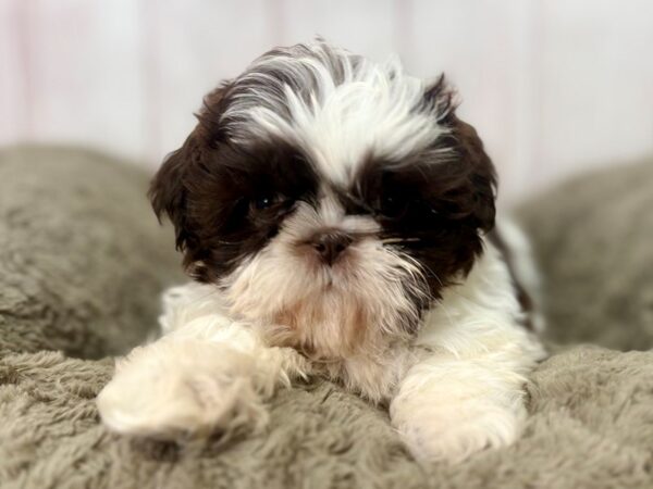 [#29522] White / Chocolate Male Shih Tzu Puppies For Sale
