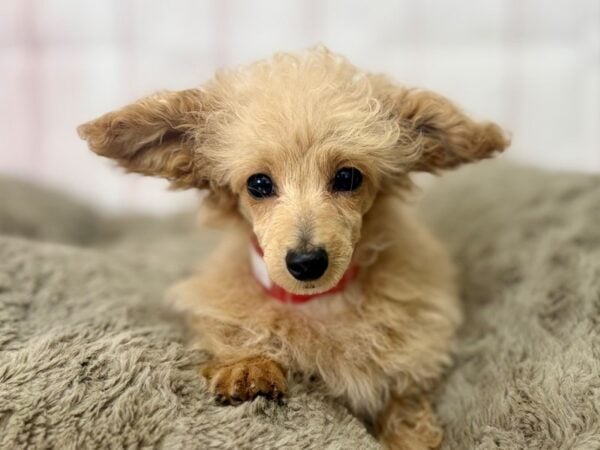 [#29509] Apricot Female Poodle Puppies For Sale