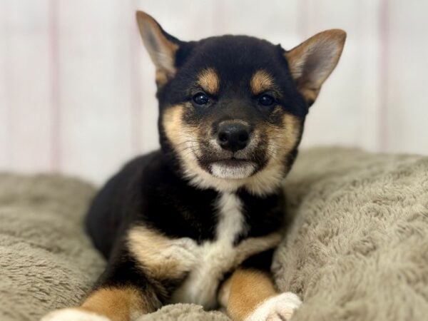 [#29510] Black and Tan Male Shiba Inu Puppies For Sale