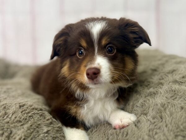 [#29518] Chocolate / Tan Female Miniature Australian Shepherd Puppies For Sale