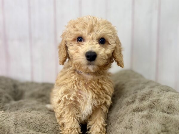 [#29517] Apricot Male Bichon Frise/Poodle Puppies For Sale