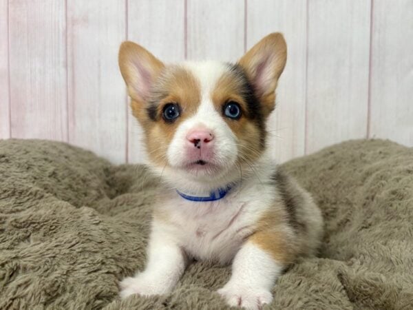 [#29516] Merle Male American Corgi Puppies For Sale