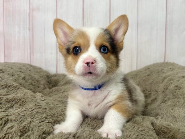 [#29516] Merle Male American Corgi Puppies For Sale