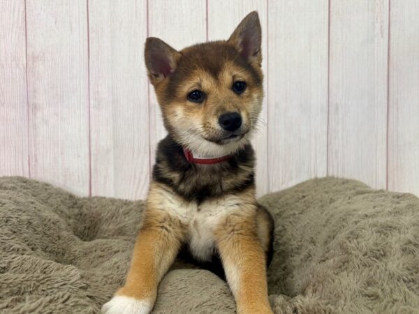 [#29513] Black and Tan Female Shiba Inu Puppies For Sale