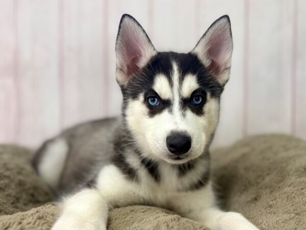 [#29512] Black and White Female Siberian Husky Puppies For Sale