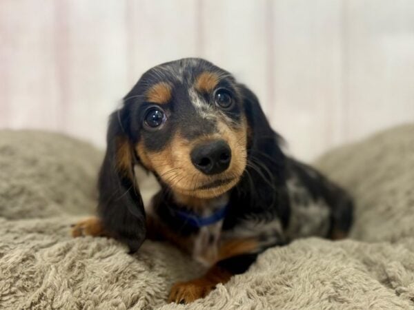 [#29511] Black and Silver Dapple Male Dachshund Puppies For Sale