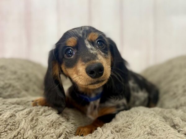 [#29511] Black and Silver Dapple Male Dachshund Puppies For Sale