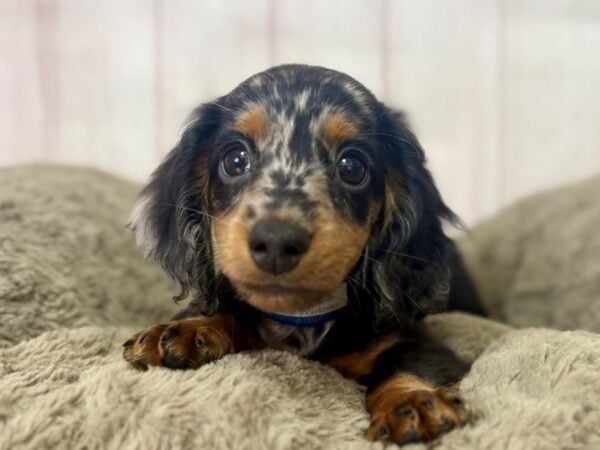 [#29521] Black / Tan Male Dachshund Puppies For Sale