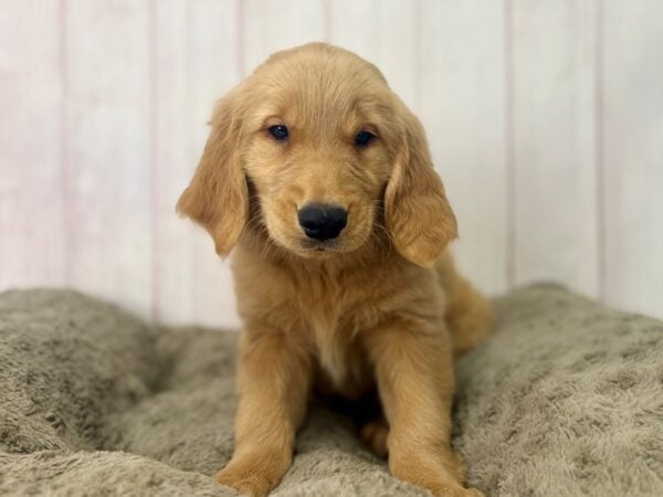 [#29528] Golden Female Golden Retriever Puppies For Sale