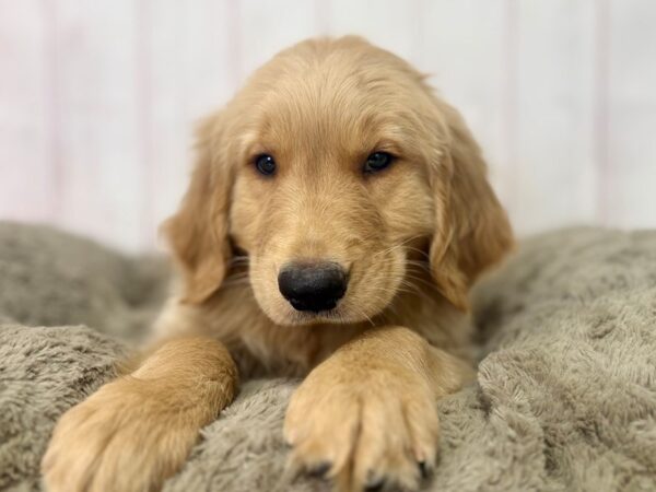 [#29527] Golden Male Golden Retriever Puppies For Sale