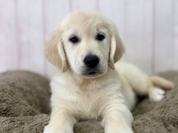 [#29525] Cream Female English Cream Golden Retriever Puppies For Sale