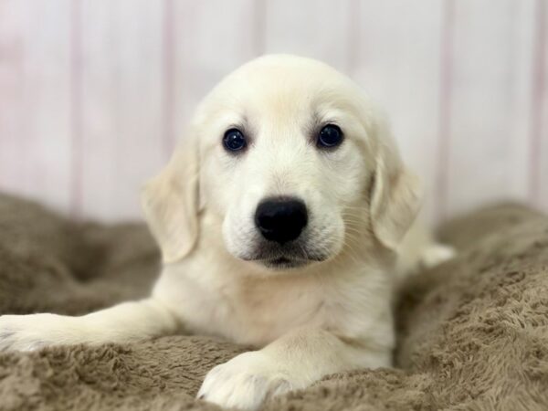 [#29526] Cream Female English Cream Golden Retriever Puppies For Sale