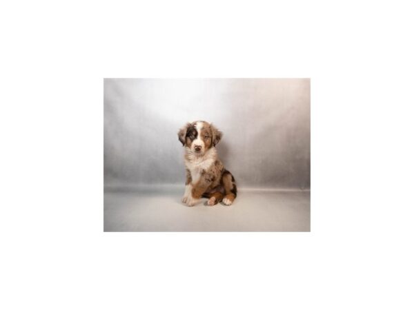 [#29533] Red Merle Male Miniature Australian Shepherd Puppies For Sale