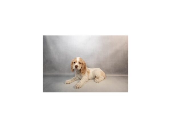 [#29534] Buff and White Female Cocker Spaniel Puppies For Sale