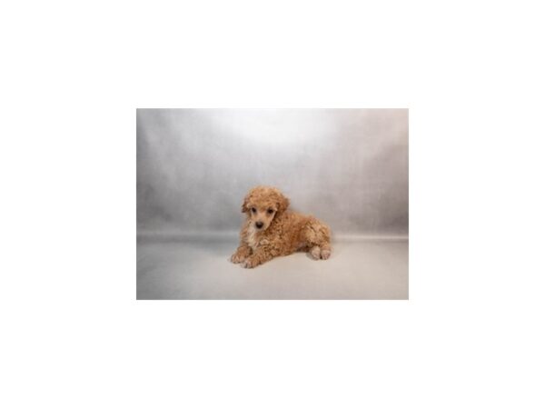 [#29535] Apricot Female Poodle Puppies For Sale