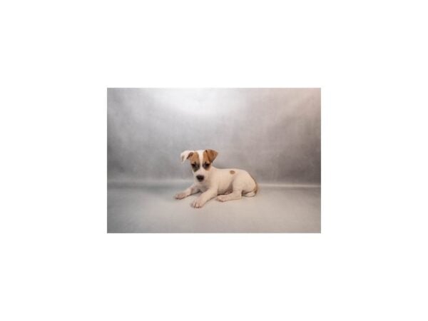 [#29536] White and Red Male Jack Russell Terrier Puppies For Sale