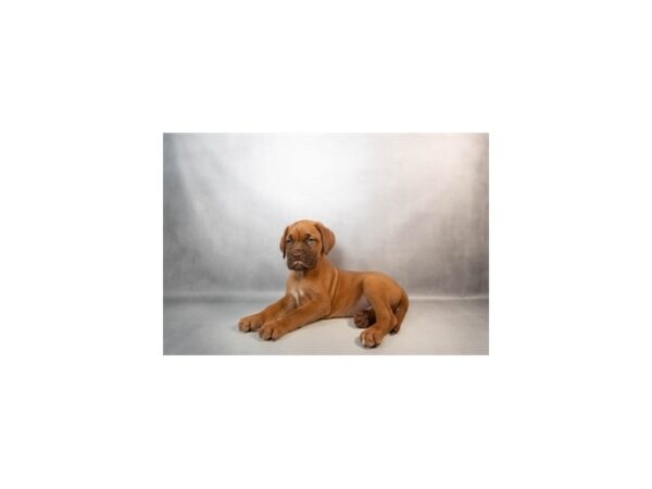 [#29537] Red Male Dogue De Bordeaux Puppies For Sale