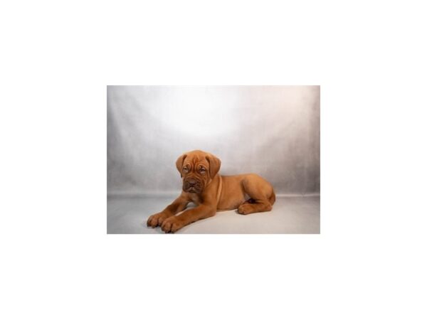 [#29538] Red Male Dogue De Bordeaux Puppies For Sale