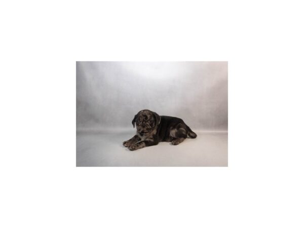 [#29539] Blue Merle Female Pug Puppies For Sale