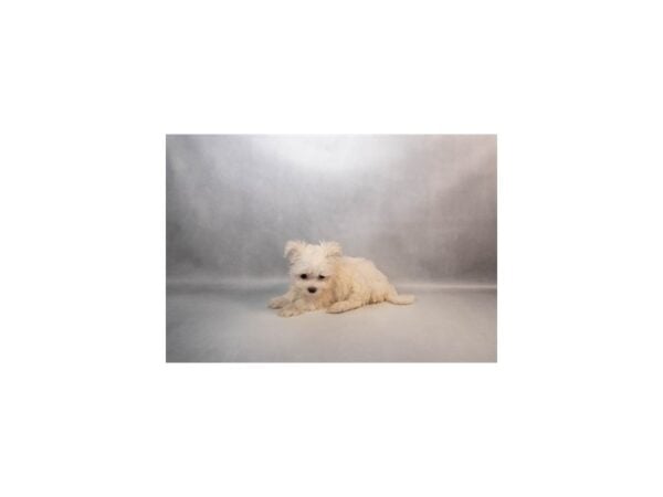 [#29540] White Female Maltese Puppies For Sale