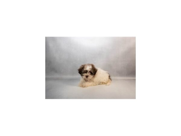 [#29541] Brown and White Female Poodle/Shih Tzu Puppies For Sale