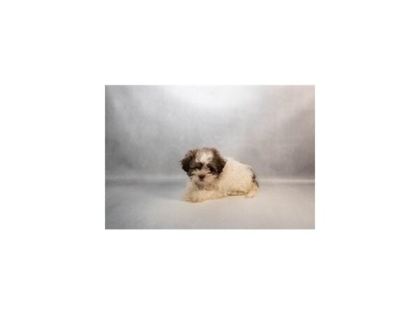 [#29541] Brown and White Female Poodle/Shih Tzu Puppies For Sale