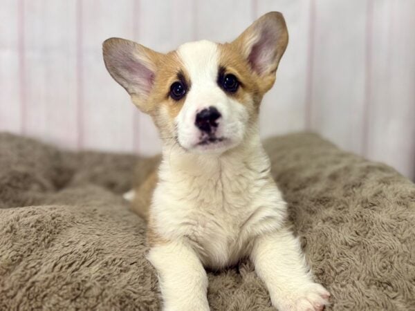 [#29529] Red & White Male Pembroke Welsh Corgi Puppies For Sale