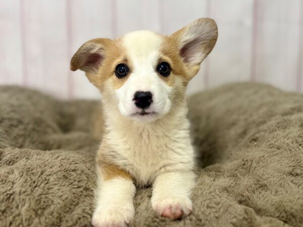 [#29531] Red & White Male Pembroke Welsh Corgi Puppies For Sale
