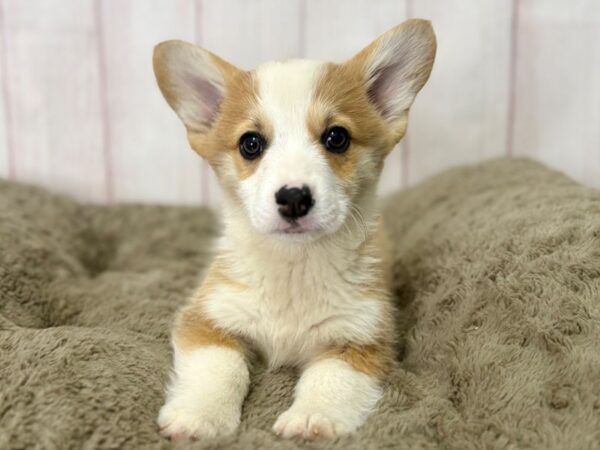 [#29530] Red & White Male Pembroke Welsh Corgi Puppies For Sale