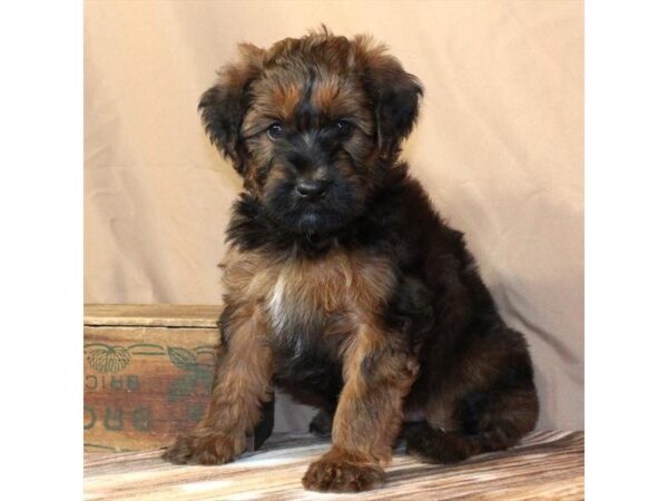 [#29543] Wheaten Female Poodle/Soft Coated Wheaten Terrier Puppies For Sale