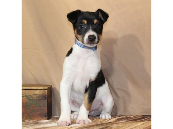 [#29547] White Black / Tan Male Jack Russell Terrier Puppies For Sale
