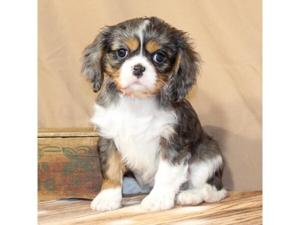 [#29548] Blue Merle / Tan Female Cavalier King Charles Spaniel Puppies For Sale