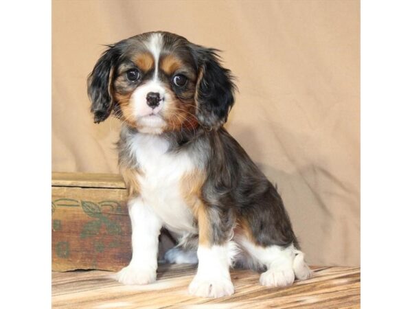 [#29549] Blue Merle / Tan Female Cavalier King Charles Spaniel Puppies For Sale
