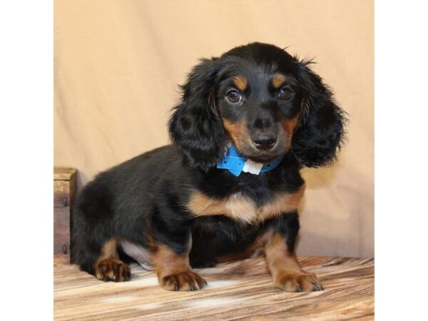 [#29550] Black / Tan Male Dachshund Puppies For Sale